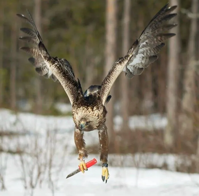 С этим пернатым лучше не связываться.