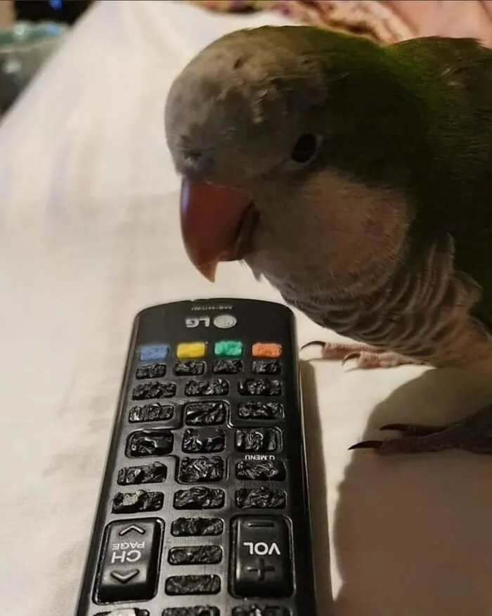 Маленький разрушитель.