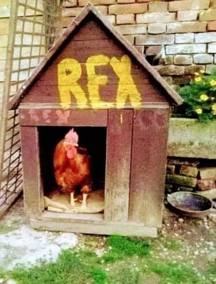 «Какой-то странный у вас пес».