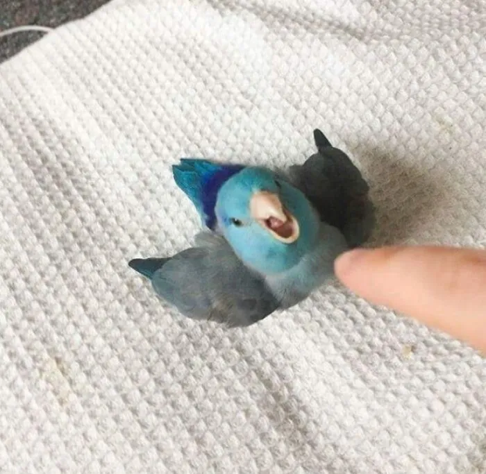 «Сразись со мной, человек!»