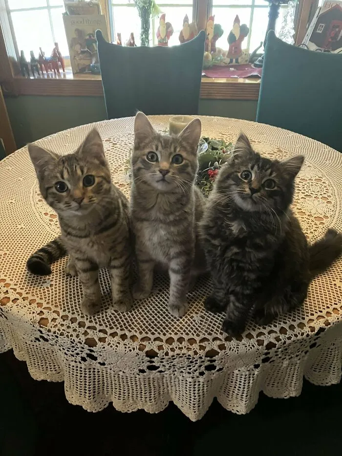 «Я спас трех котят со своей строительной площадки».