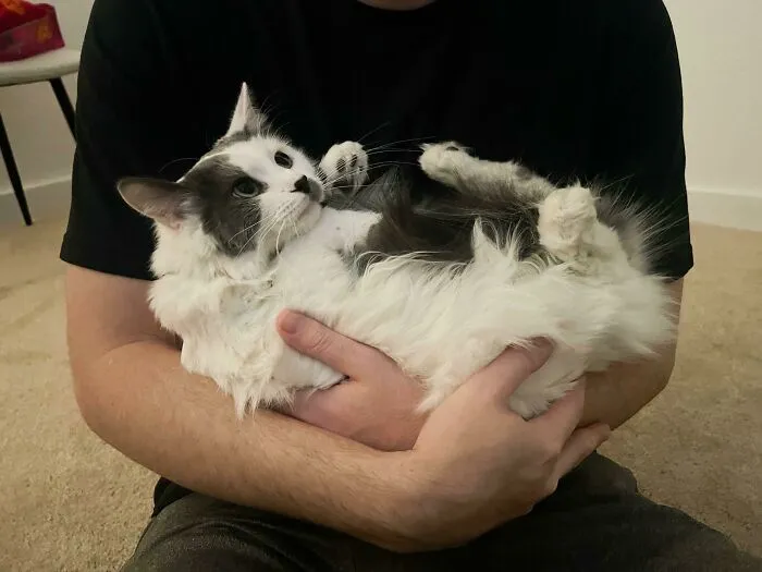 «Решил взять себе шипящую и рычащую кошку в приюте. Ей понадобилось меньше дня, чтобы превратиться в милейшего жука-обнимашку».