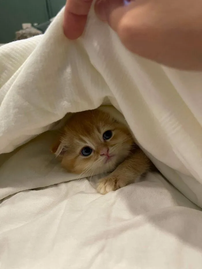 «Мы усыновили эту маленькую оранжевую милашку».