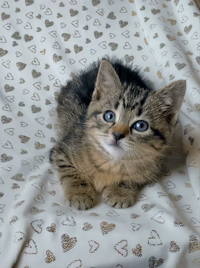 «Спас эту маленькую девочку из уплотнителя мусора. Ее зовут Сильви!»