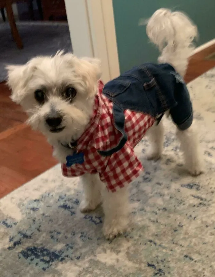 «Счастливого Хэллоуина от Бенни! Ему 15 лет, усыновил его на прошлой неделе!»