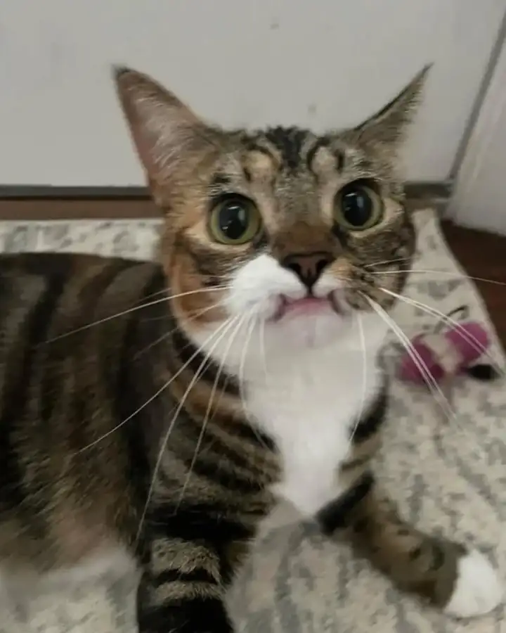 Хотя на некоторых снимках кошечка выглядит вполне мило.