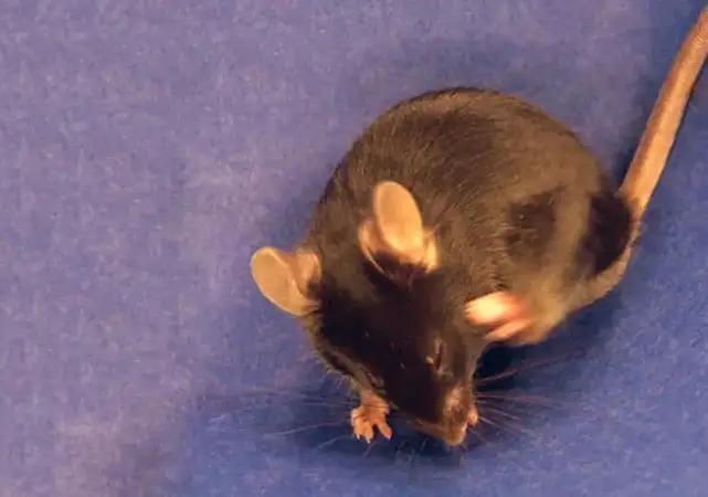 Как оказалось, чешущиеся мыши вызвали сильный иммунный ответ организма.