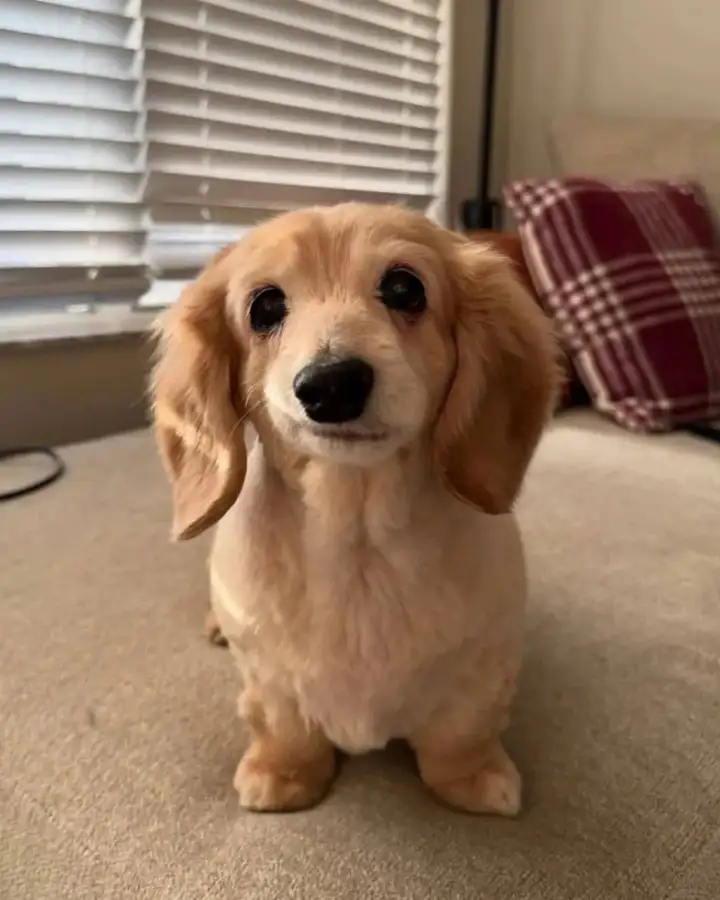 Собачка по кличке Белла покорила интернет своей необычной 