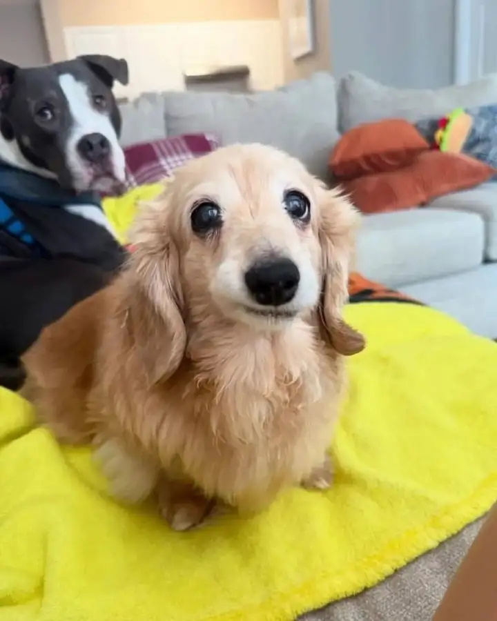 В любом случае, выглядит невероятно мило.