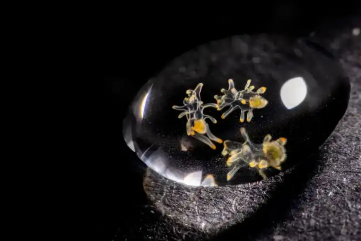 Личинки морской звезды возобновили свое развитие после заморозки.