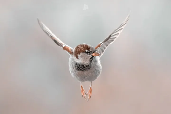 «Свободен как птица».