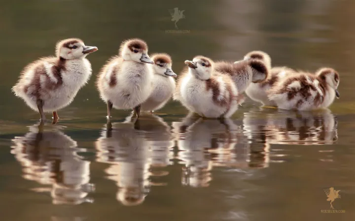 «Мы семья».