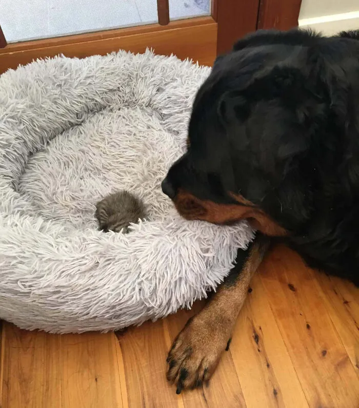 «Мои родители нашли на улице котенка, а их ротвейлер получил младшего брата, о котором он может заботиться».