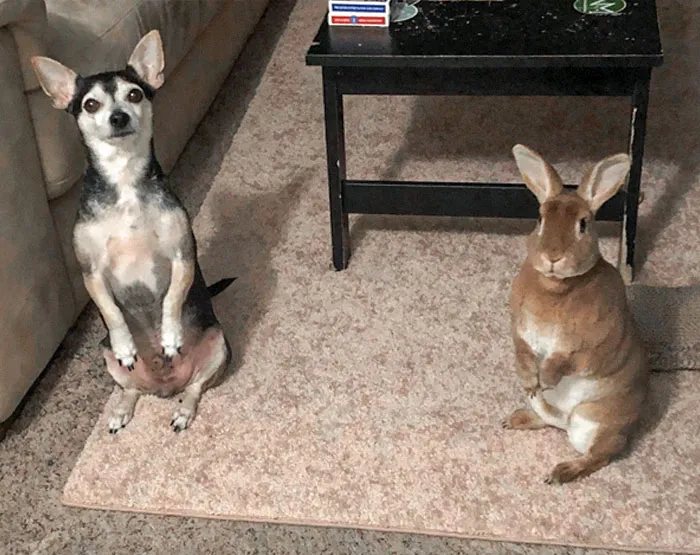 «Наша крольчиха Осень кое-чему научила своего брата».