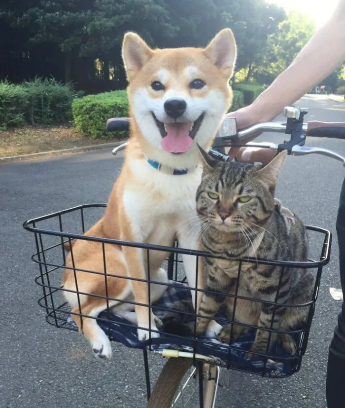 Когда родители заставляют тебя тусоваться с надоедливым ребенком.