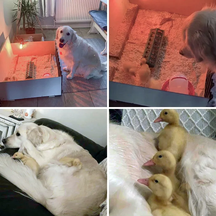 «Золотистый ретривер моего друга просто обожает своих новых пернатых братьев и сестер».