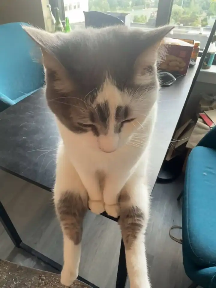 Кот, который уселся на краю стола, напомнил хозяевам 