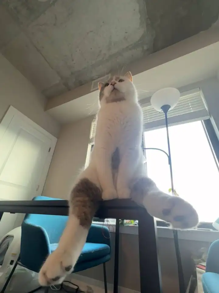 Однако с этого ракуса котик уже не 