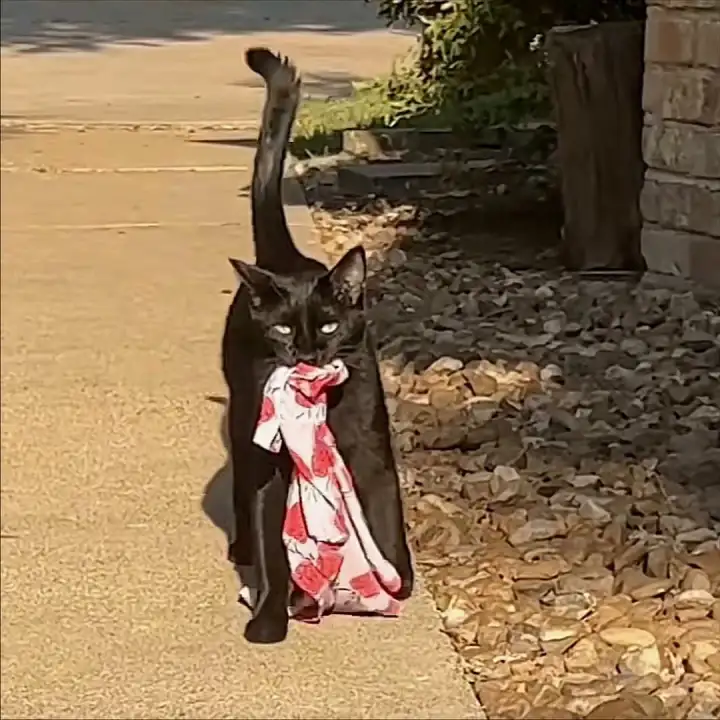 Тот самый кот-рецидивист, которому не стыдно.