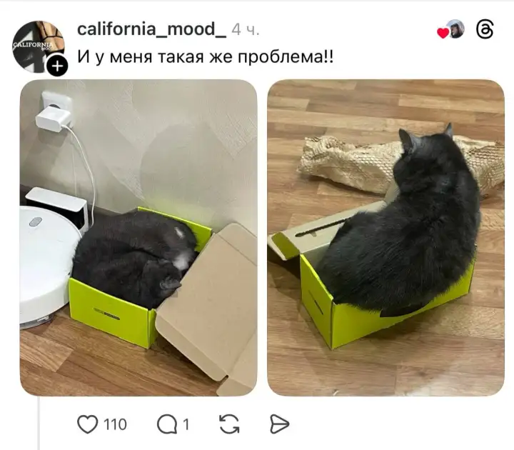 Всем повсеместно приходили в заказе КОТЫ.