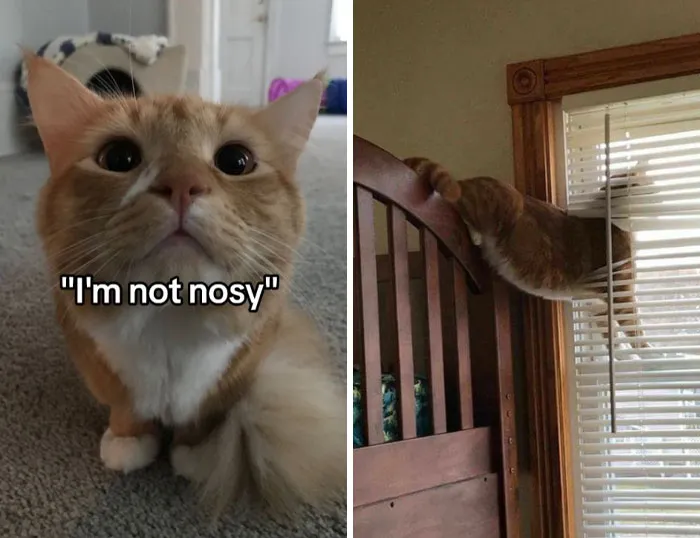 «Я совсем не любопытный».