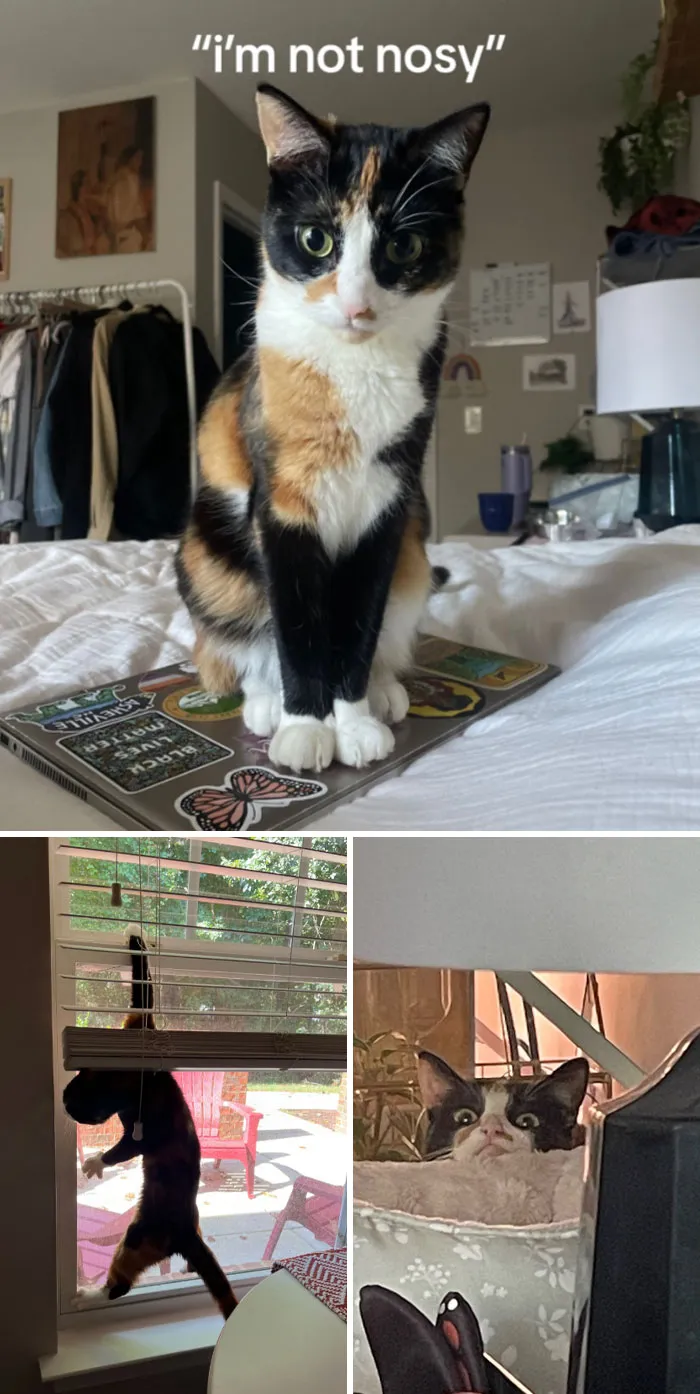 На что только не пойдешь ради удовлетворения своего любопытства.