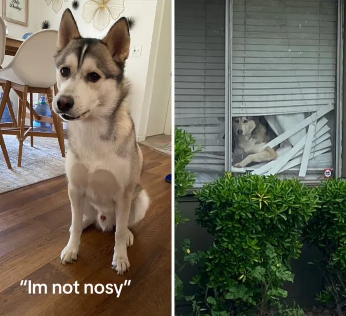 «Пап, жалюзи сами сломались».