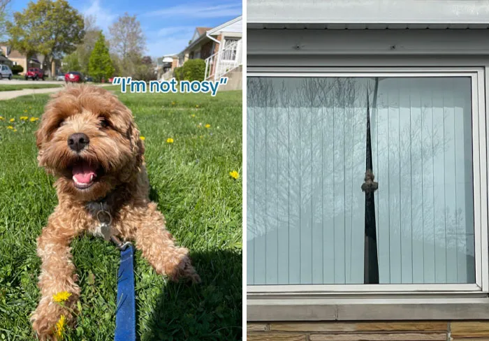 Любопытная морда.