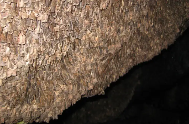 В пещерах бабочки пережидают лето.