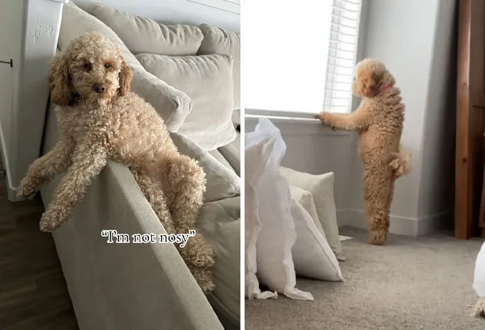 Это интереснее телевизора.