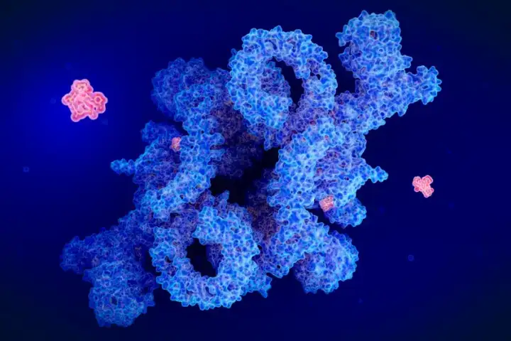 Иллюстрация препарата рапамицин (красный), ингибирующего белки в теле человека.