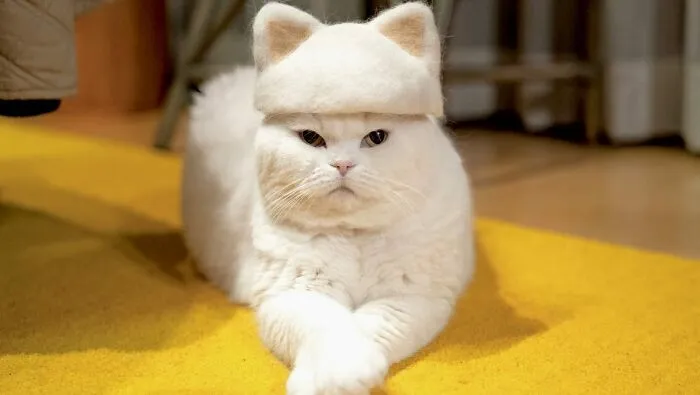 Кошачьи ушки на кошачьих ушках.