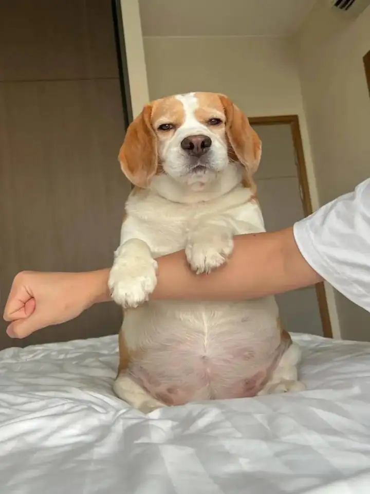 Муту недоволен.