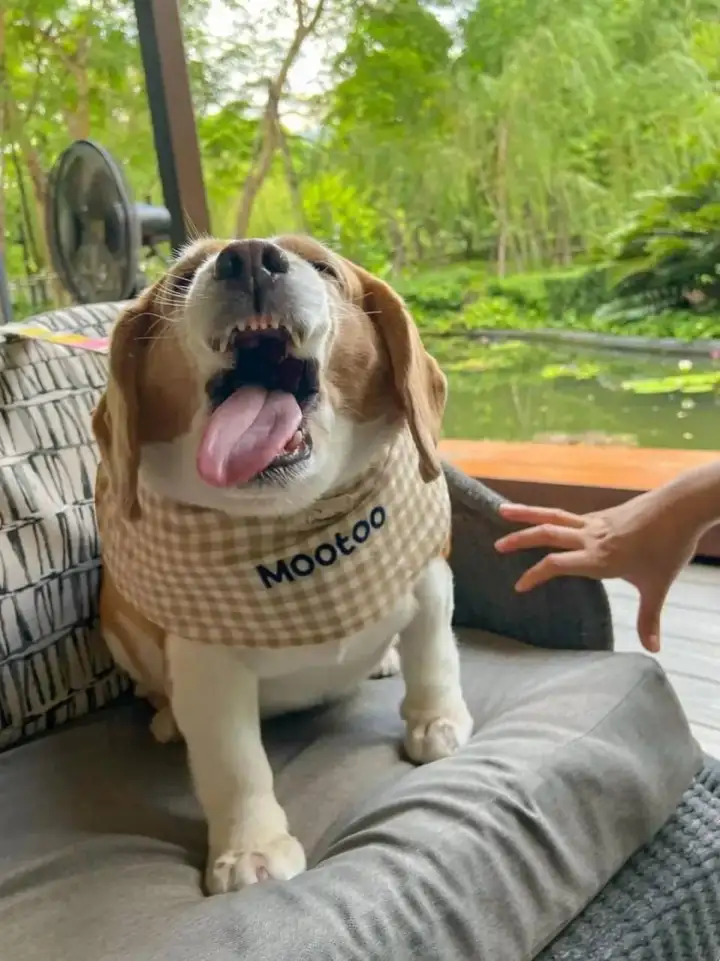 Муту бесится.