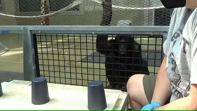 Бонобо на 29 процентов чаще указывали на стаканчик, под которым находилась еда, когда исследователь не знал её местоположение.