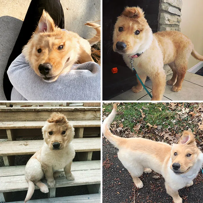 «У нее была травма при рождении. По мере того, как она росла, правое ухо мигрировало на макушку ее головы, делая ее единорогом».