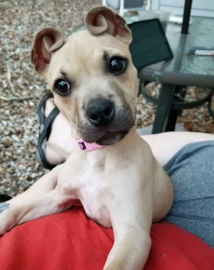 «Знакомьтесь, Корица. Она родилась с ушами, похожими на булочки с корицей».