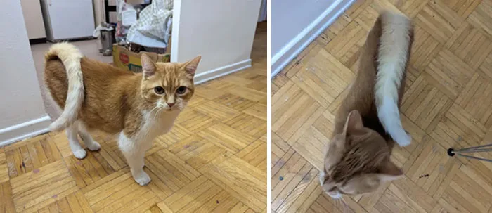 «Это Митч. У него лишние позвонки, поэтому его хвост очень длинный. Он носит его на спине, как белка».