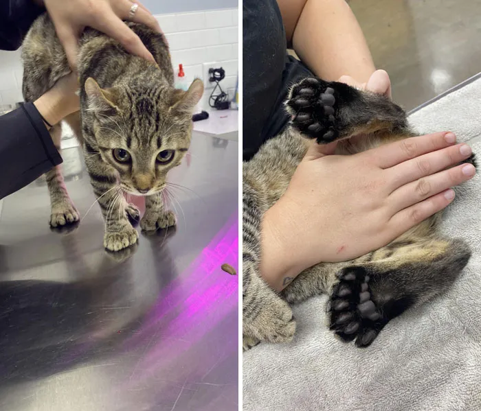 «Всего 24 пальца на лапках».