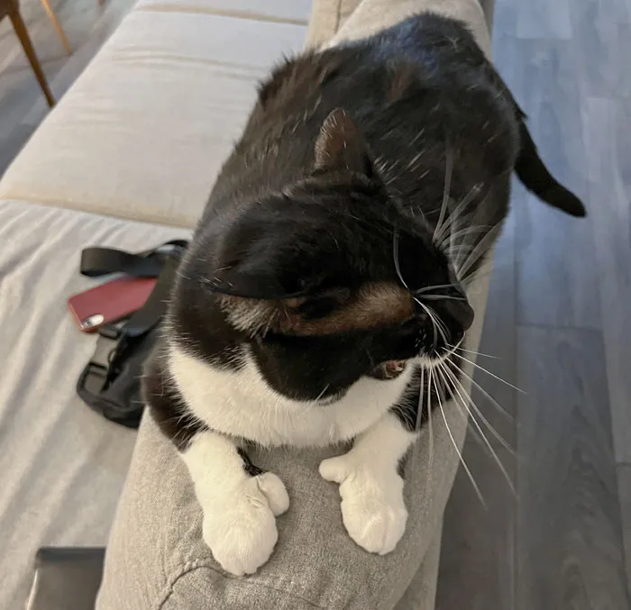 «У кошки моего друга Бьянки очень большие пальцы».