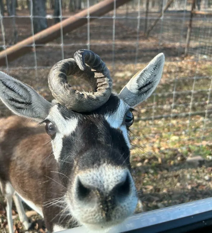 «Встретился с этим уникальным джентльменом в контактном зоопарке на этих выходных».