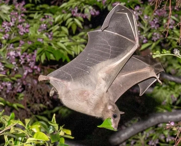 Фруктовая летучая мышь.