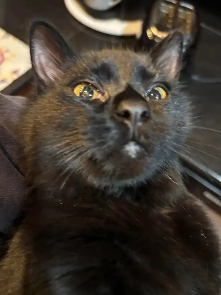 При этом хозяйка утверждает, что у питомца отличное зрение, и его ничего не беспокоит.