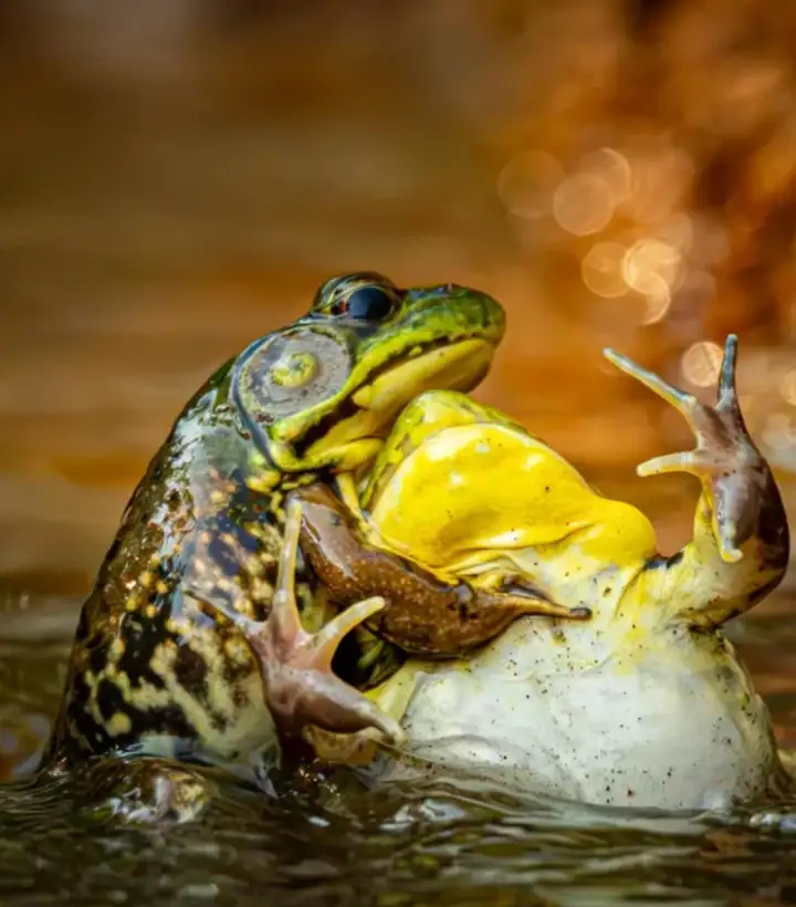 Борьба лягушек.