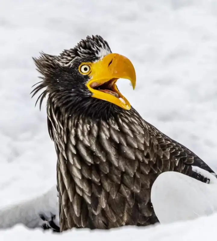 Удивленный орлан.