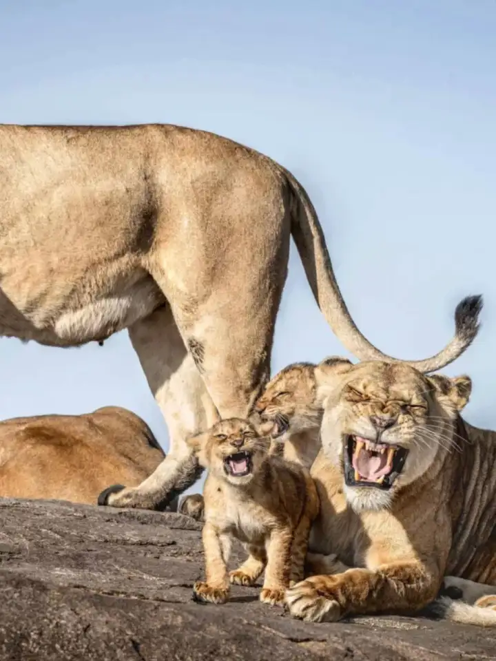 Смеющиеся львы.