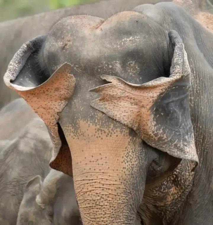 Стеснительный слон.