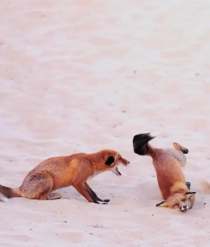 Конфликт лис.