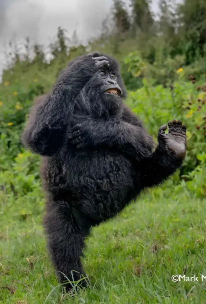 У гориллы хорошее настроение.