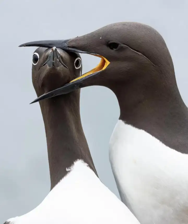Одна кайра лакомится другой.